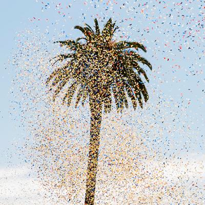 Palm tree with confetti.